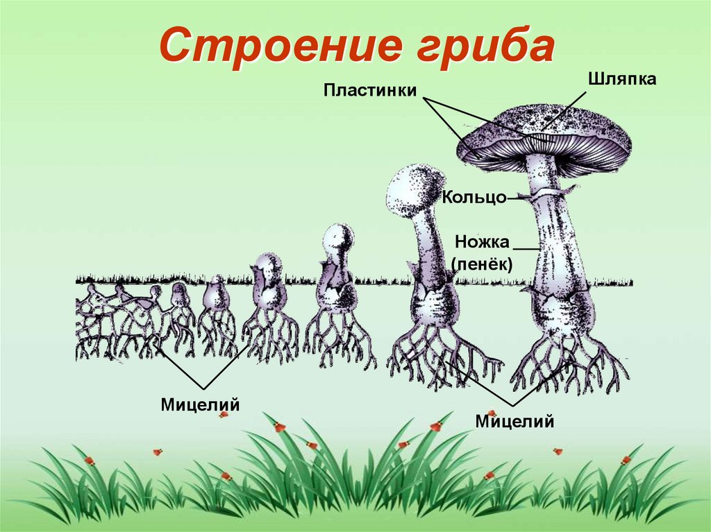 Схема строения гриба 3 класс