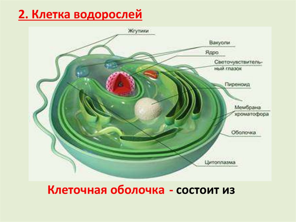 Клетка водоросли имеет