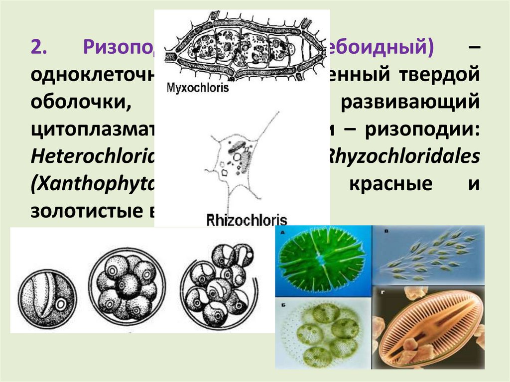 Типы дифференциации таллома водорослей