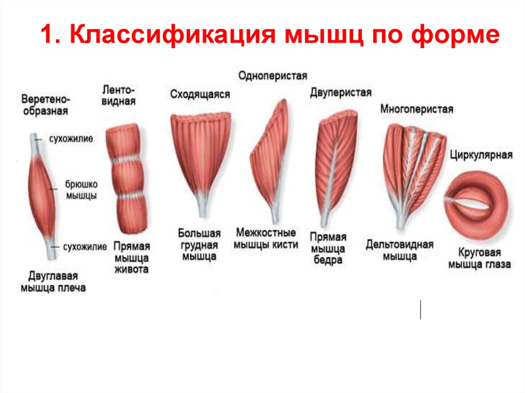 Виды u. Классификация скелетных мышц по форме. Миология классификация мышц. Типы мышц в теле человека. Классификация мышц по направлению волокон.