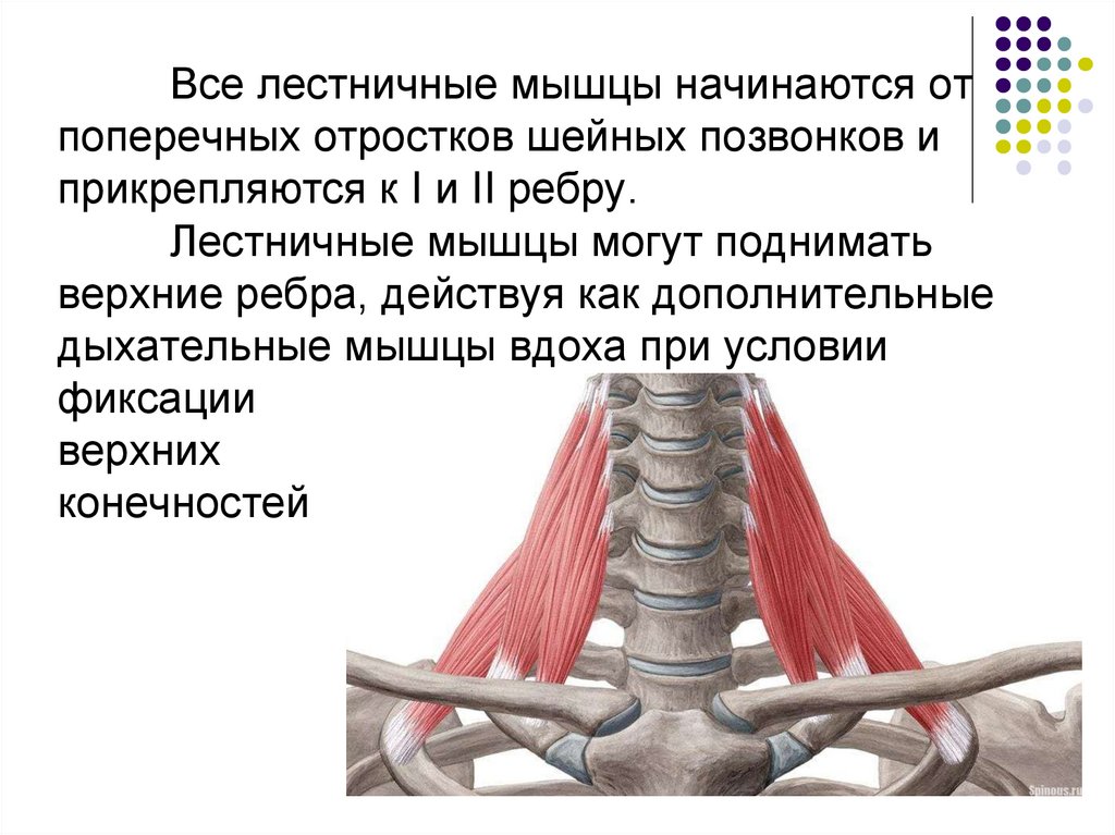 Лестничные мышцы анатомия. Лестничные мышцы шеи функции. Задняя лестничная мышца шеи функции. Передняя лестничная мышца шеи функции. Мышцы шеи лестничные мышцы функции.