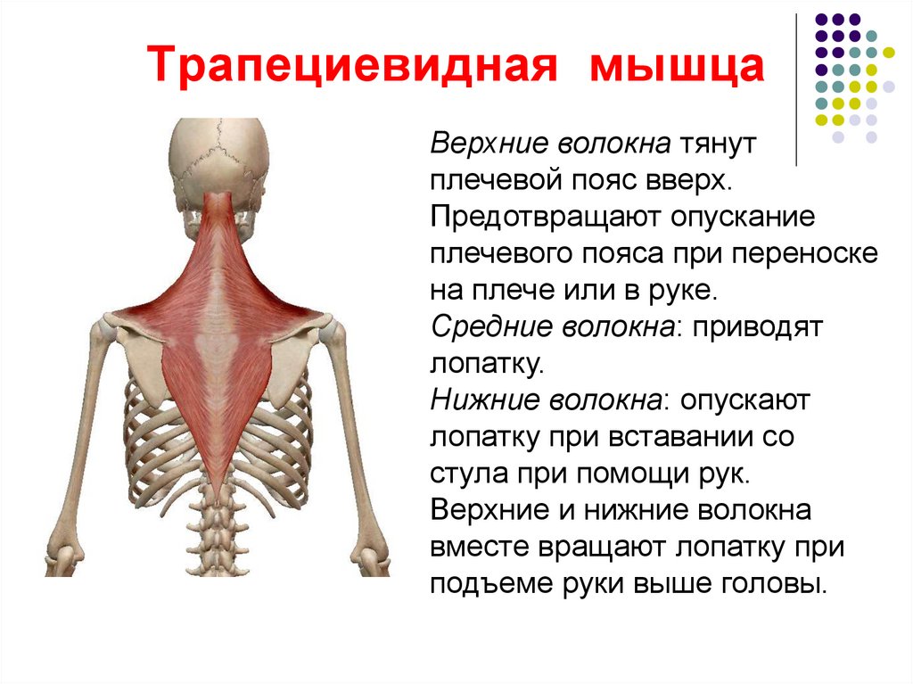 Верхняя трапециевидная. Трапециевидная мышца спереди болит. Трапециевидная мышца вид спереди. Трапециевидная мышца справа. Болезненность трапециевидной мышцы.