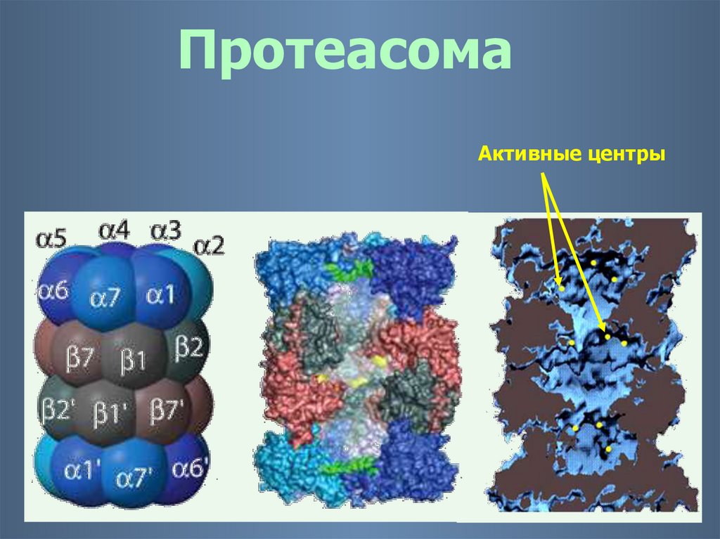 Схема образования биурета из яичного белка