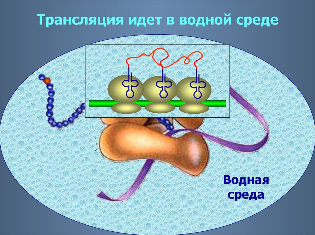 Белки 10 класс