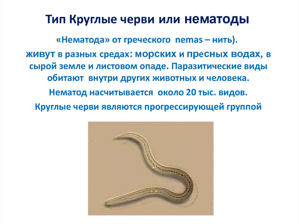 Тип круглых червей биология. Тип круглые черви нематоды. Тип круглые черви нематоды 7 класс. Тип круглые черви класс нематоды 7 класс. Nematoda (круглые черви).