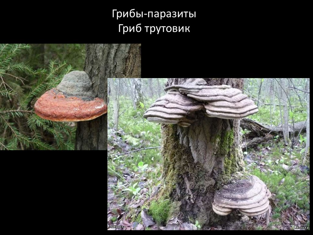 Паразитические грибы заболевания. Паразитический гриб трутовик. Грибы паразиты.