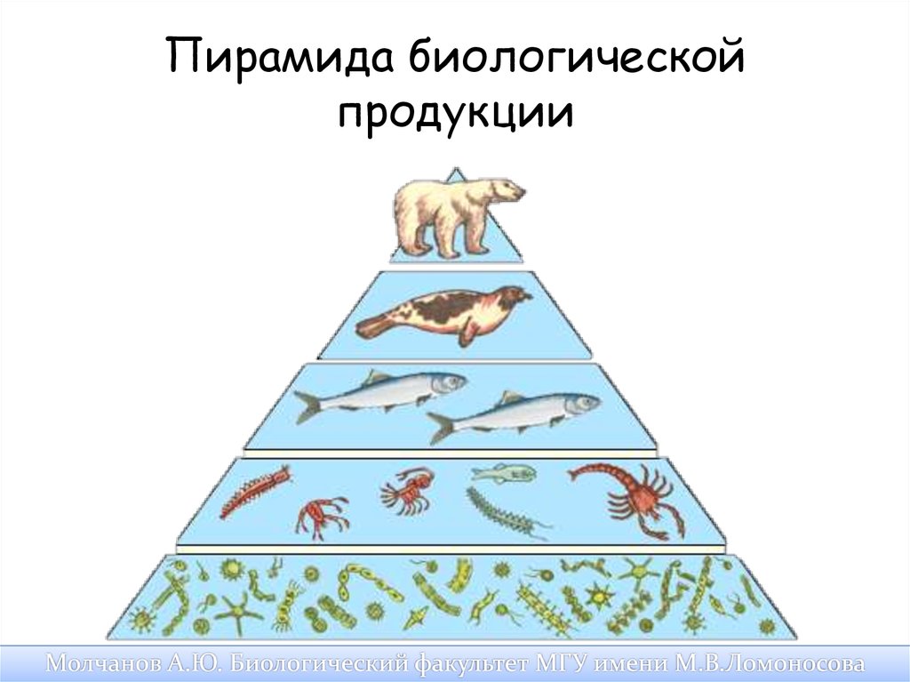 Пирамида биологической продукции