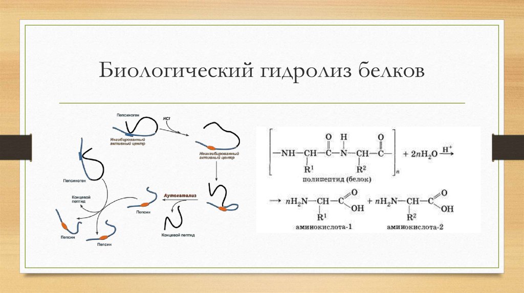 Кислотный гидролиз белков схема. Уравнение реакции образования белка.