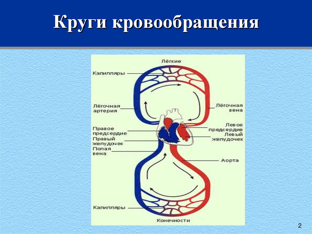 Круги кровообращения презентация