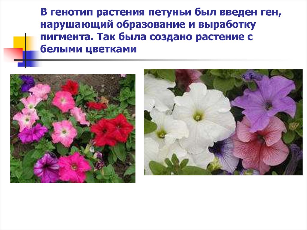 Генотип исходного растения с усиками. Научил познавательный рассказ о ПЕТУНЬЕ. Периоды созревания петуний фото. Какие цветы имеют окраску которая является сигналом для посетителей.