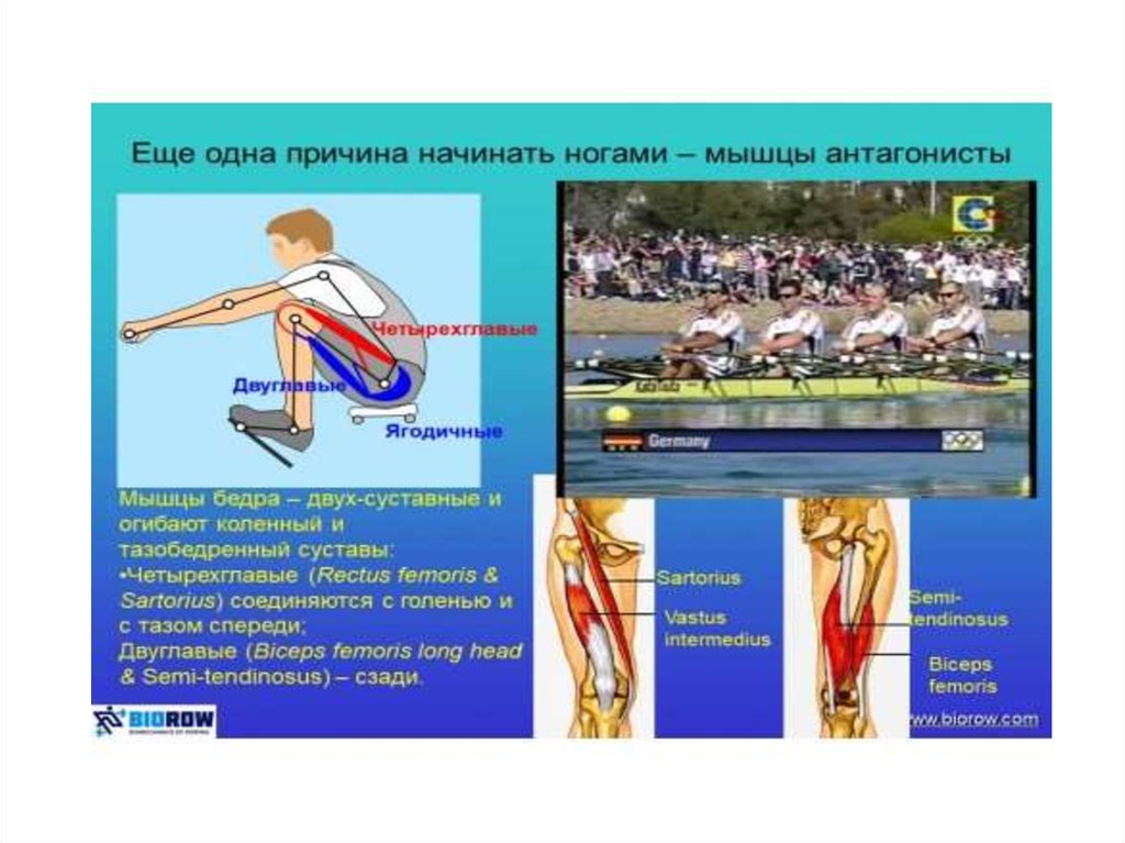 Инженерная биомеханика презентация