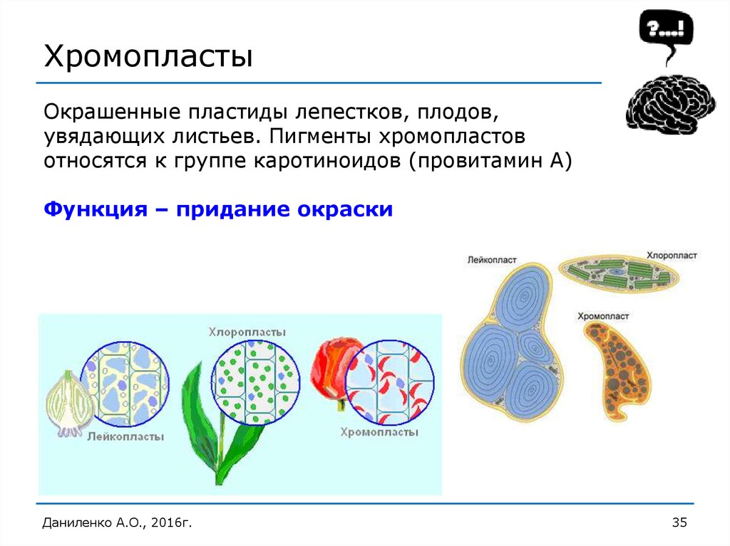 Хромопласты функции. Хромопласт что окрашивает. Хромопласты строение и функции. Роль хромопластов.