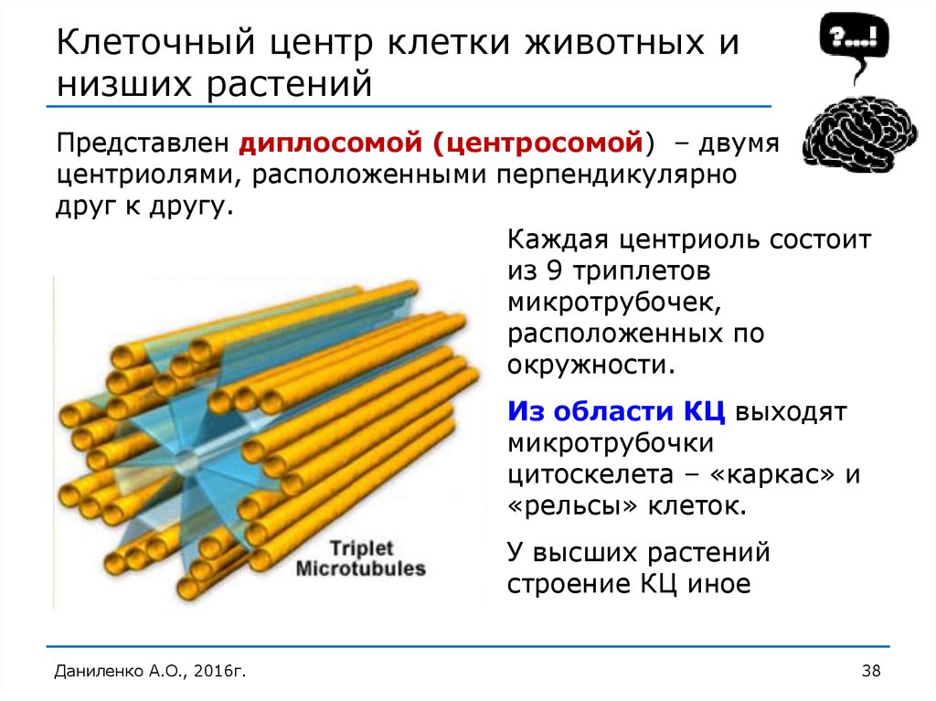 Клеточный центр функции. Клеточный центр клетки строение и функции. Клеточный центр центросома строение и функции. Функции центросом клеточного центра. Центросома функции.