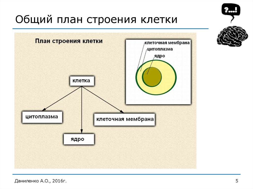 План строения клетки