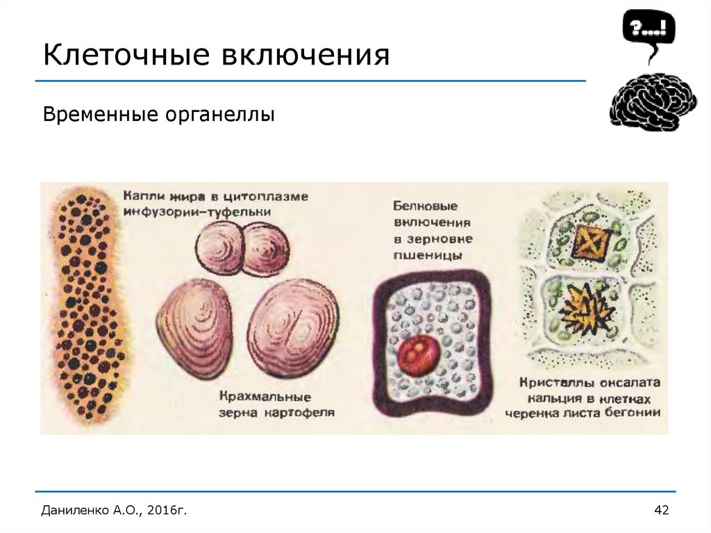 Включи клетка. Включения клетки строение и функции. Клеточные включения строение и функции таблица. Включения клетки структура. Клеточные включения строение и функции.