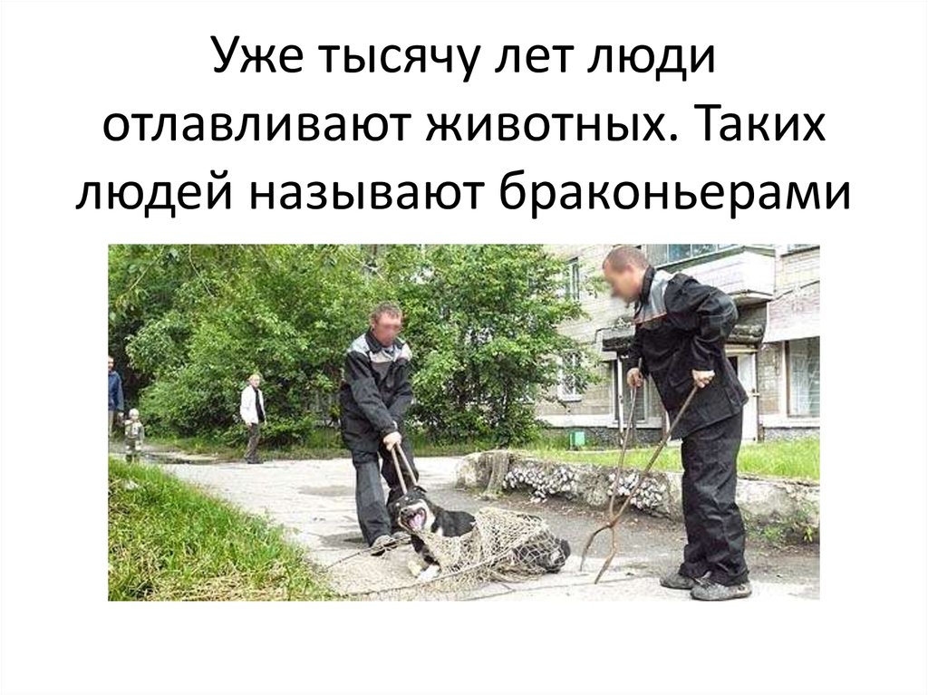 Уже тысячу лет люди отлавливают животных. Таких людей называют браконьерами