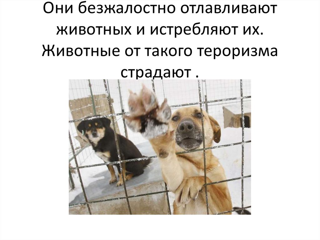 Они безжалостно отлавливают животных и истребляют их. Животные от такого тероризма страдают .