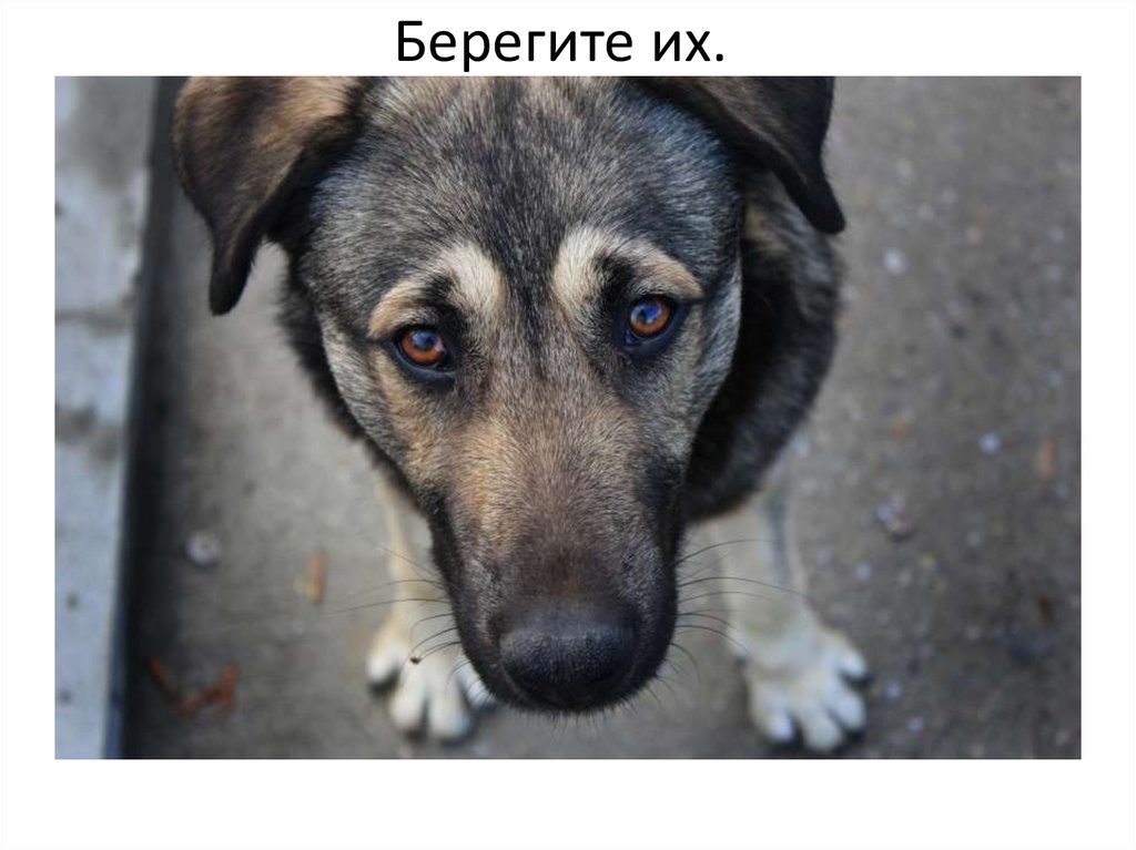 Берегите их.