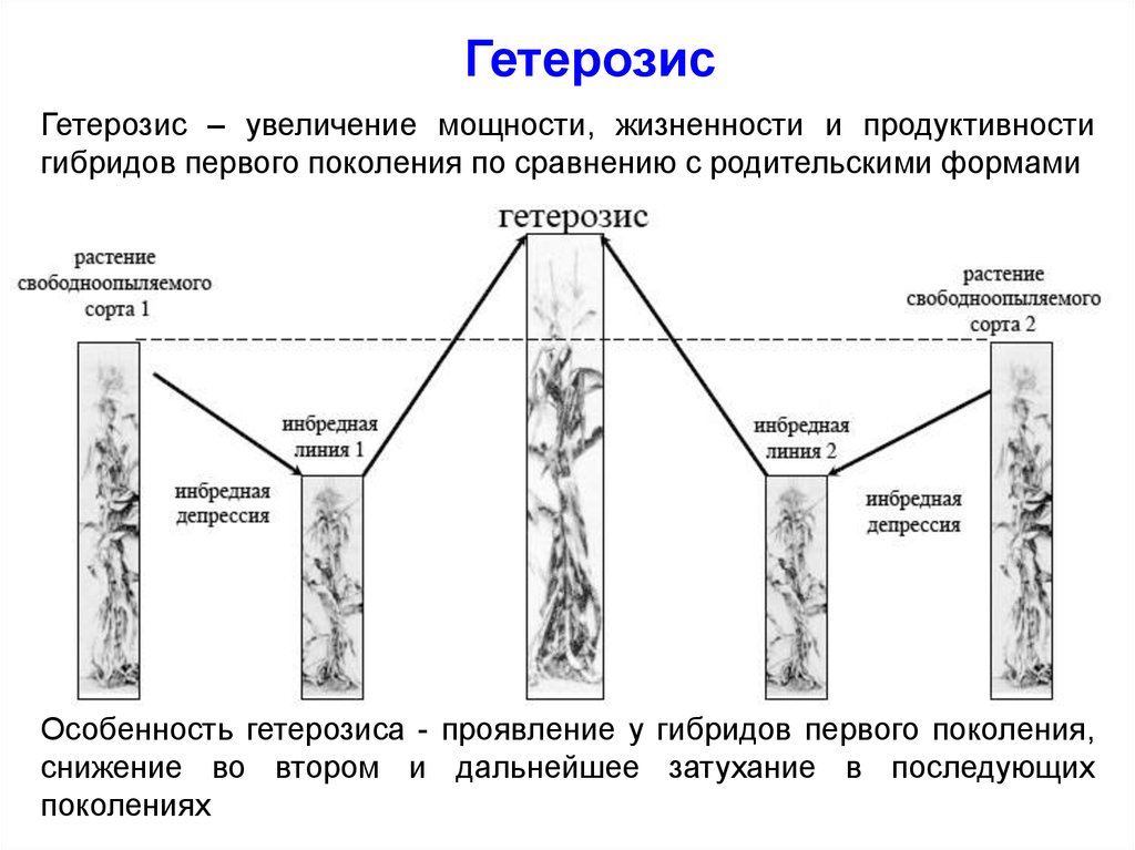 Инбредная депрессия. Гетерозис и инбридинг. Инбредная депрессия и гетерозис. Гетерозис инбридинг особенности. Первое поколение гетерозис.