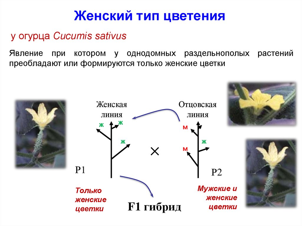 Гибрид женского типа. Женский Тип цветения. Огурцы женского типа цветения. Женский Тип цветения огурцов. Женский Тип цветения огурцов что это значит.