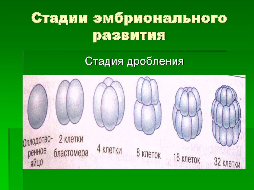 Индивидуальное развитие организмов проект