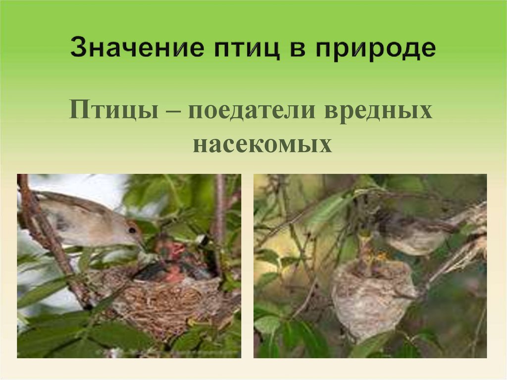 Значение птиц биология 7 класс. Значение птиц. Значение птиц в природе. Значимость птиц в природе. Значение птив в природе.