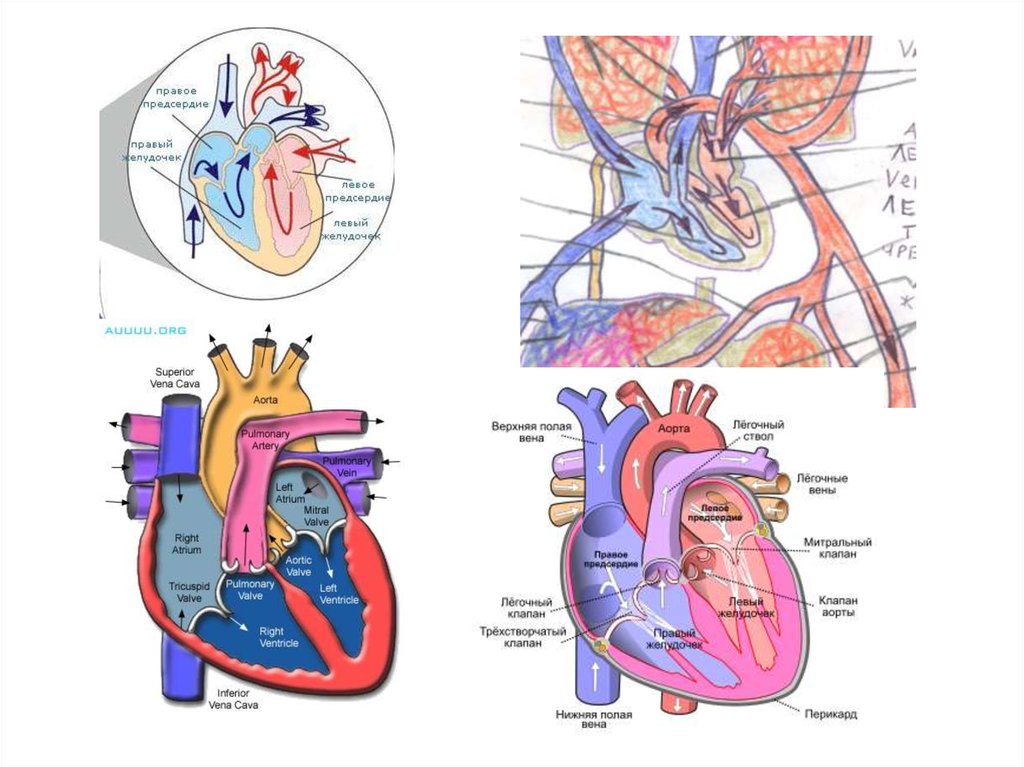 Какой камере сердца начинается большой круг кровообращения. Схема строения сердца и кругов кровообращения. Круги кровообращения сердца схема. Работа сердца человека схема круги кровообращения. Сердце человека круги кровообращения схема со стрелочками.