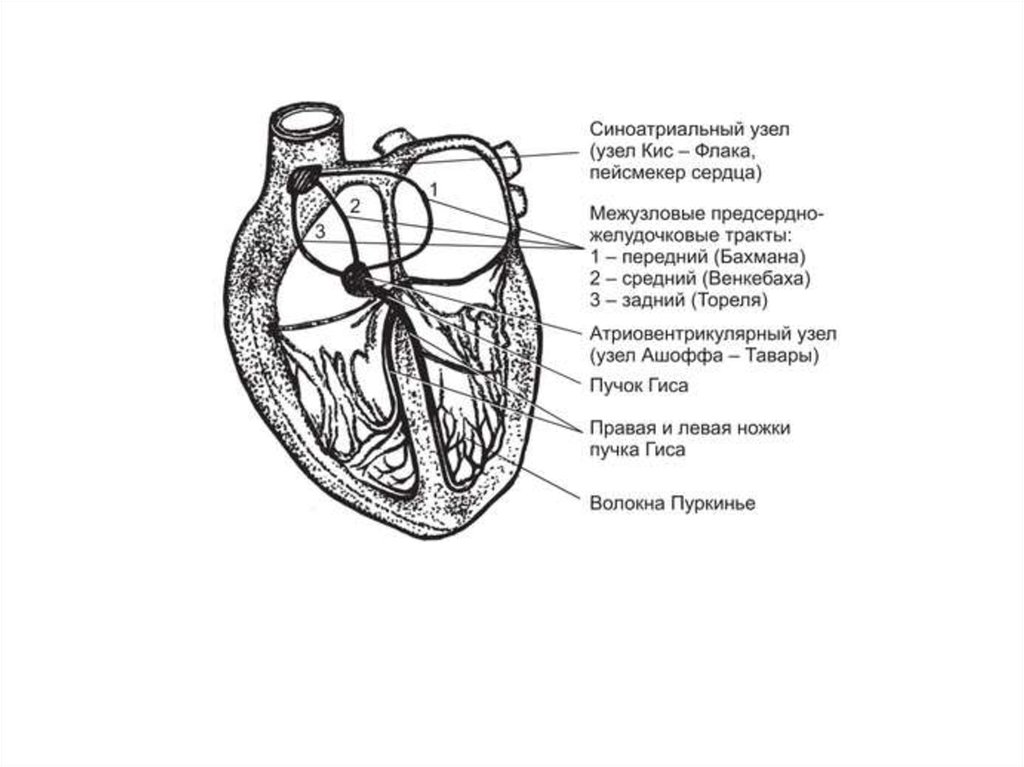 Проводящая система сердца анатомия рисунок