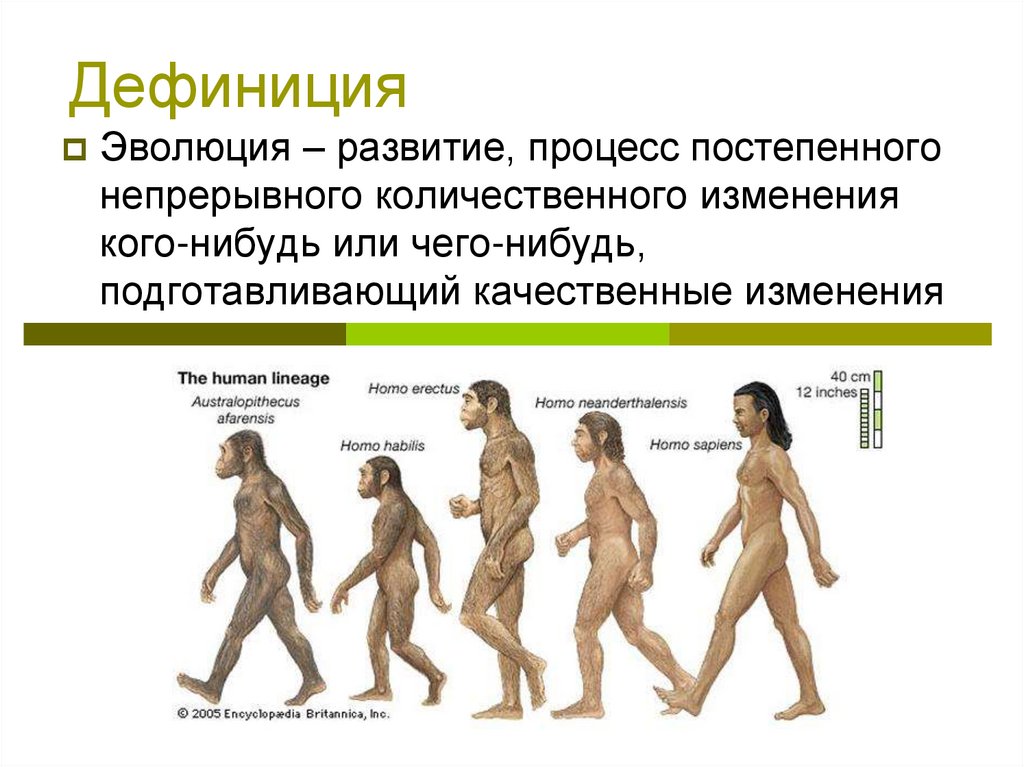 Урок становление человека. Дефиниция это. Эволюция. Эволюция развития. Возникновение в процессе эволюции.