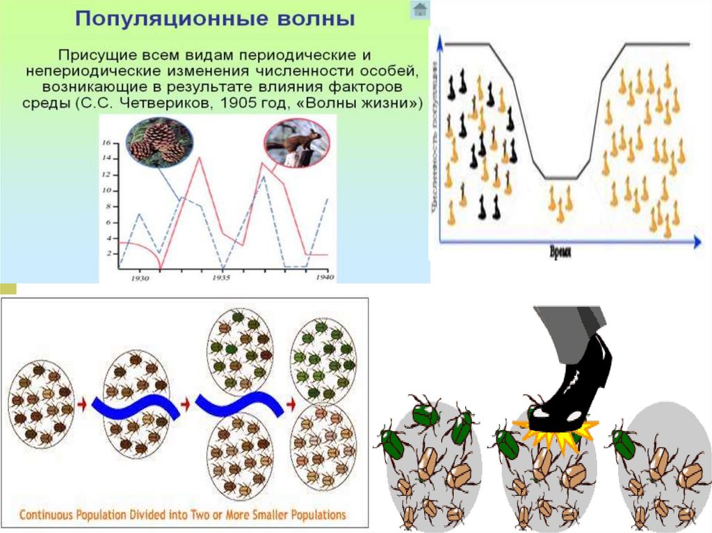 Популяционные волны. Популяционные волны примеры. Популяционные волны это в биологии. Популяционные волны в эволюции.