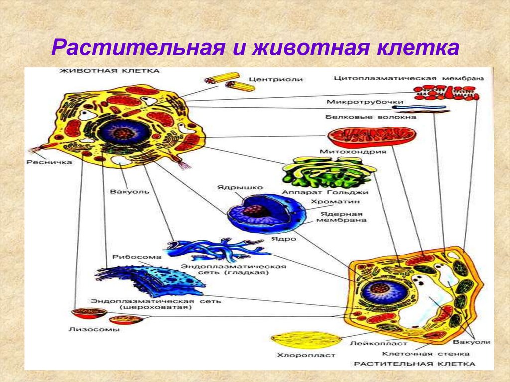 Схема клетки животной и растительной клетки