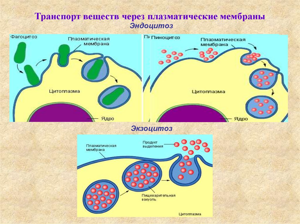 Какими путями вещества поступают в клетку рассмотрите рисунок и назовите процессы