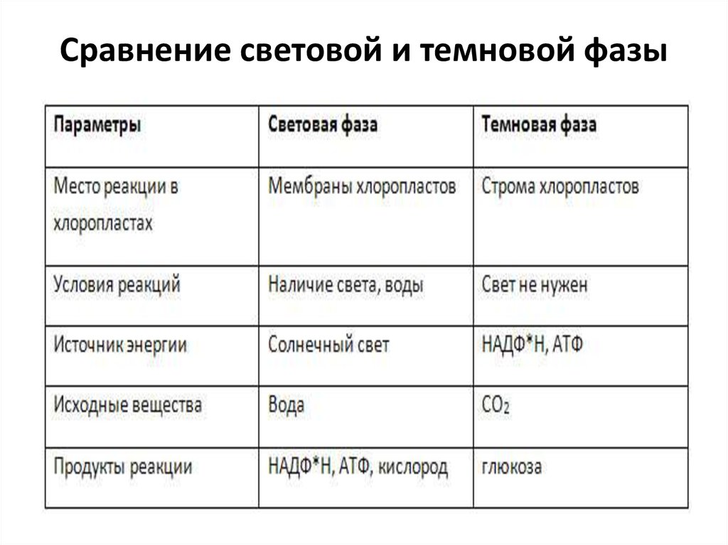 Источник энергии световой и темновой фазы фотосинтеза