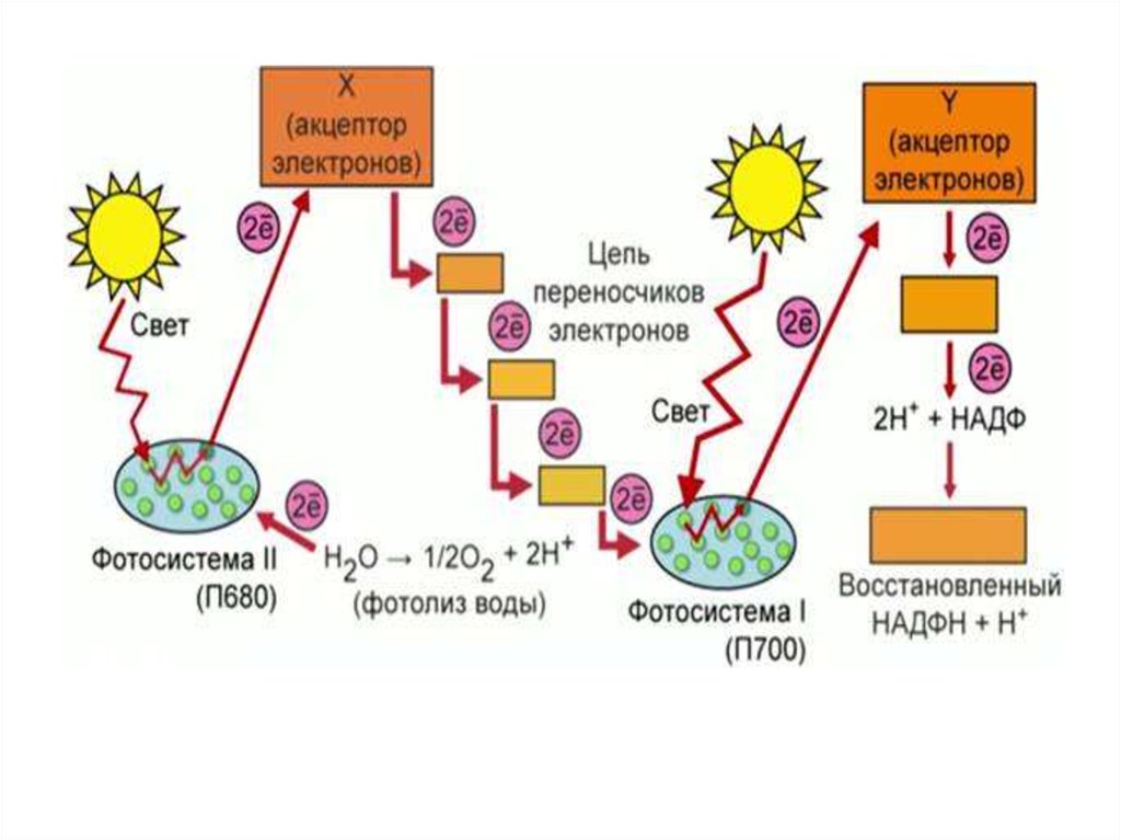 Световая фаза последовательность процессов. Фотосистема 1 и 2 фотосинтез. Световая стадия фотосинтеза. Z схема фотосинтеза. Фотолиз воды схема.