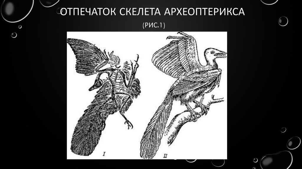Археоптерикс отпечаток. Археоптерикс скелет. Археоптерикс и голубь. Археоптерикс доказательства эволюции. На рисунке изображена реконструкция археоптерикса