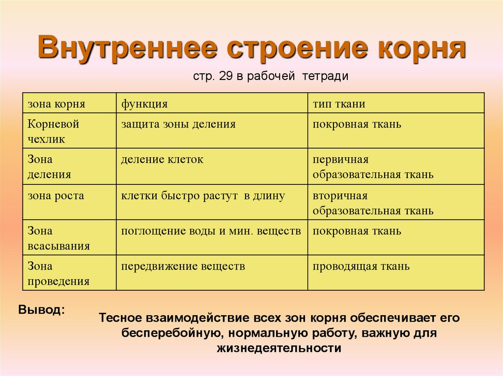 Зона деления образована. Внутреннее строение корня таблица. Внутреннее строение корня 6 класс таблица биология. Таблица по биологии 7 класс внутреннее строение корня. Таблица зона корня строение и функции.