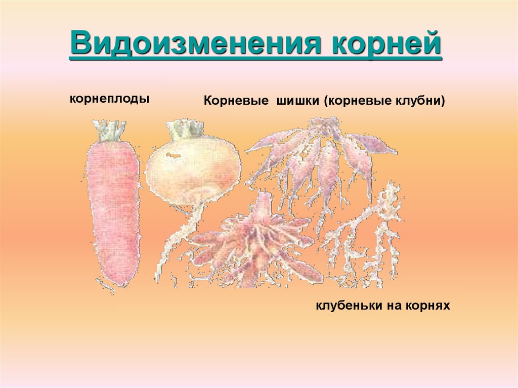 Какое видоизменение корня изображено на рисунке свекла