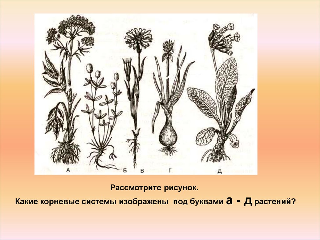 Рассмотрите систему. Растения с разными корневыми системами. Растения с разными типами корневых систем. Рисунки корневых систем растений. Растения по биологии зарисовки растений.