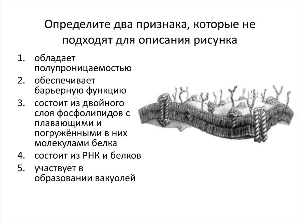 Укажите два признака. Описание рисунка. Структура клетки, обладающая полупроницаемостью, представляет собой:. Обеспечивает барьерную функцию. Обеспечивает барьерную функцию обеспечивает.