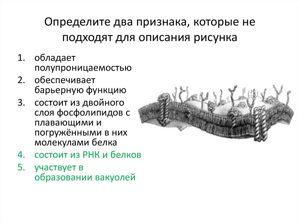 Содержание рисунков. Описание рисунка. Структура клетки, обладающая полупроницаемостью, представляет собой:. Обладает полупроницаемостью. Два признака.