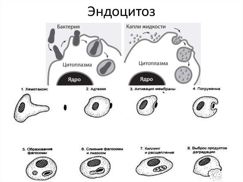 Последовательность эндоцитоза. Фагоцитоз и эндоцитоз. Фагоцитоз пиноцитоз экзоцитоз. Фагоцитоз и пиноцитоз схема. Эндоцитоз клетки.