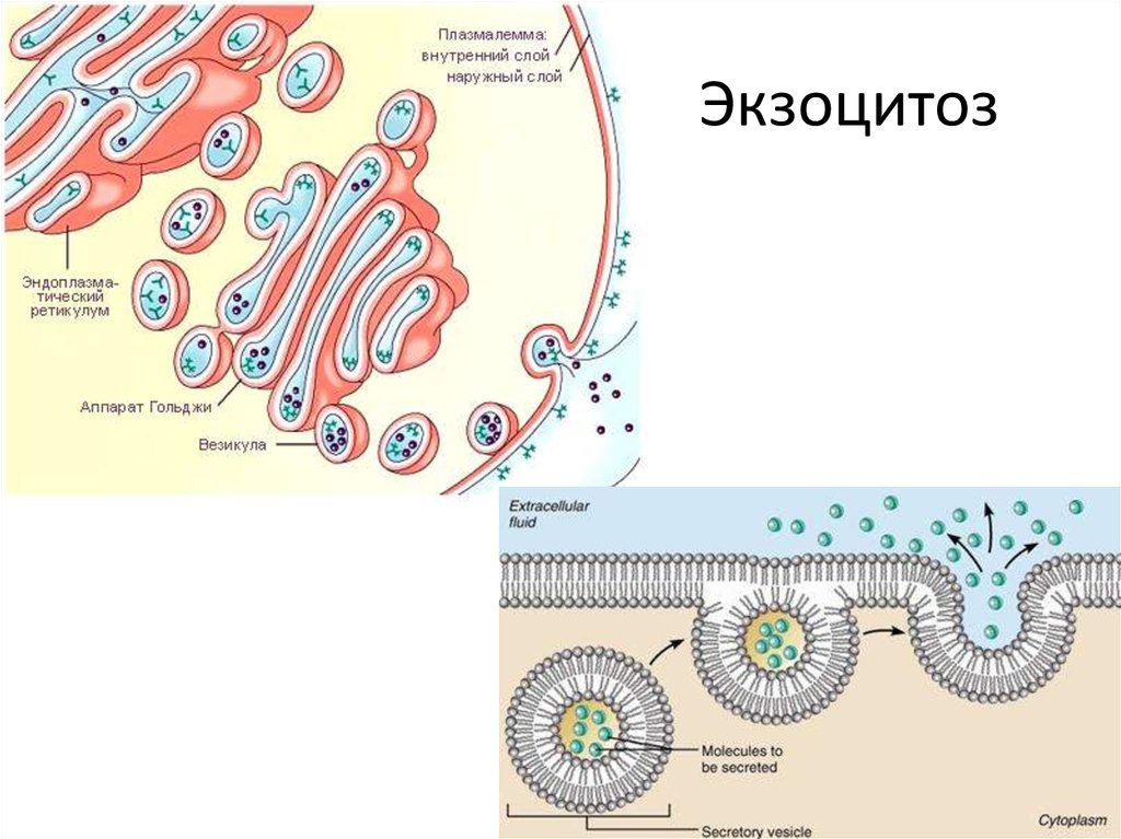 Экзоцитоз осуществляется. Экзоцитоз клеточная мембрана. Схема эндоцитоза и экзоцитоза. Экзоцитоз (механизм, примеры).. Эндо и экзоцитоз органоид.