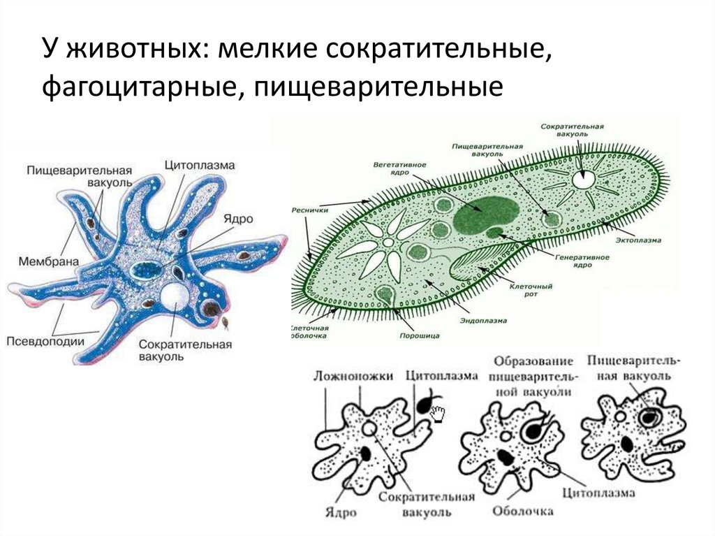 На рисунке изображен процесс в ходе которого псевдоподии