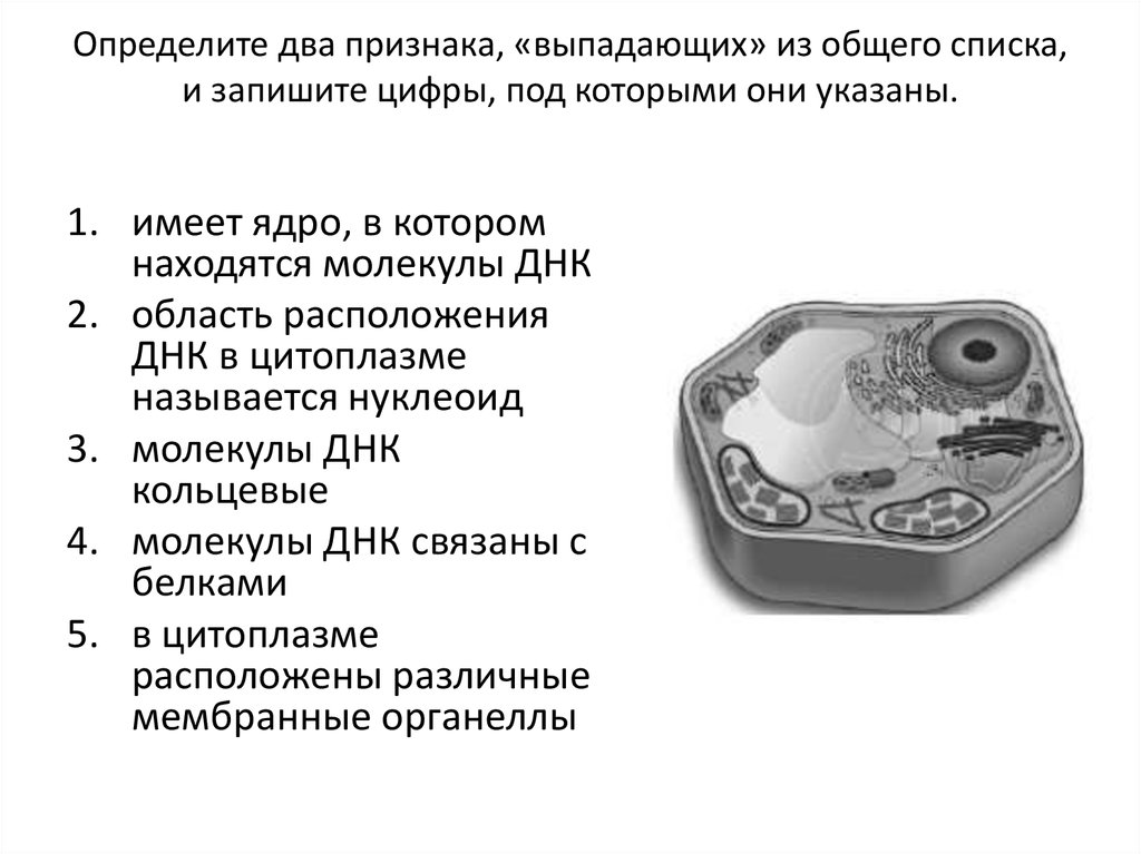 Цифры под которыми они указаны. Определите два признака выпадающих из общего списка. Два признака выпадающей клетки. Выберете два признака выпадающих из общего списка. Части клетки Шванна.