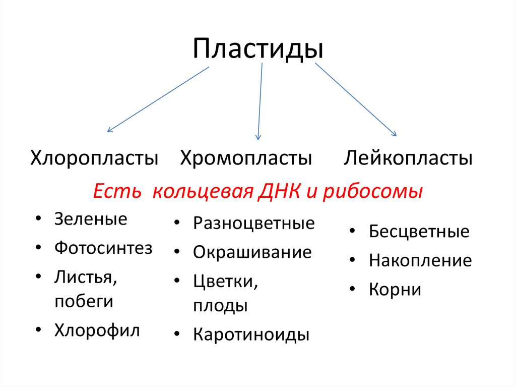 Функции органоидов пластиды