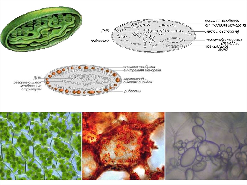 Хлоропласты в клетках грибов. Митохондрии пластиды органоиды движения клеточные включения. Органоиды клетки микроскоп. Органоиды клетки под микроскопом. Микроскопическое строение органоидов клетки.