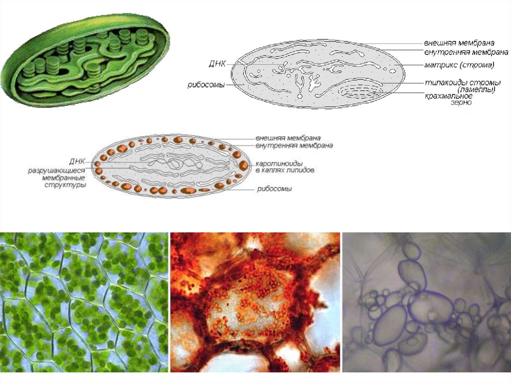Пластиды митохондрии органоиды. Органоиды клетки под микроскопом. Микроскопическое строение органоидов клетки. Органоиды клетки микроскоп. Органоиды движения в электронный микроскоп.