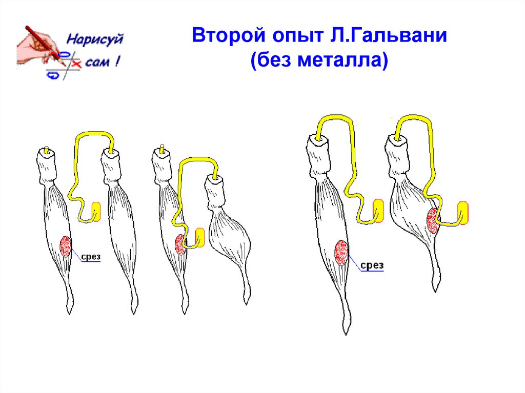 Схема первый опыт гальвани