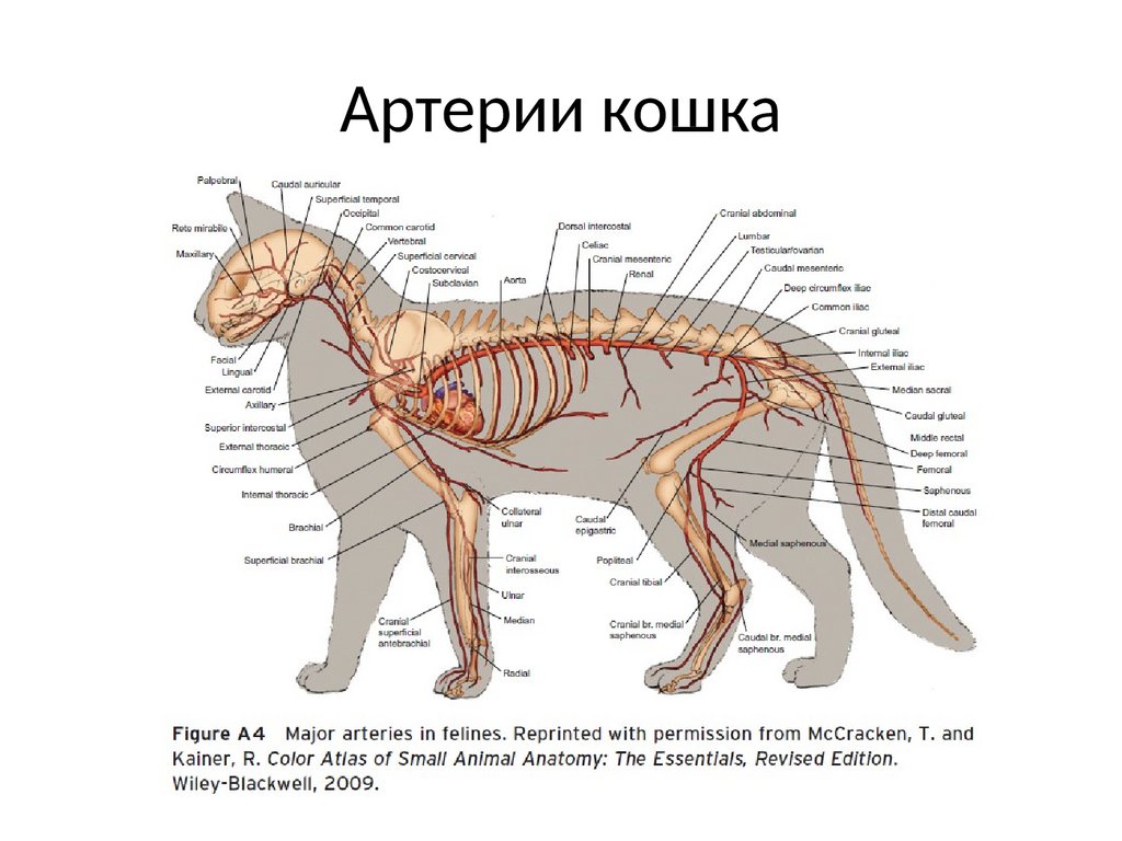 Где находится лапок. Кровеносная система кошачьих. Строение скелета кошки грудная клетка. Строение нервной системы кошки.