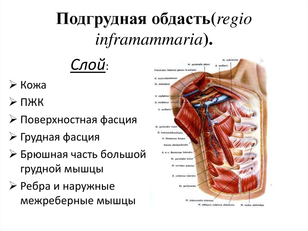 Топографическая анатомия грудной